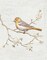 Northern Oriole Vintage v2 Poster Print by Danhui Nai - Item # VARPDX32266